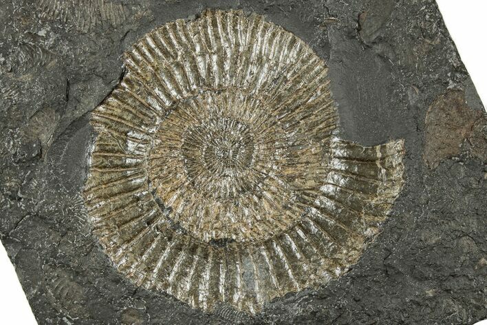 Dactylioceras Ammonite Fossil - Posidonia Shale, Germany #358334